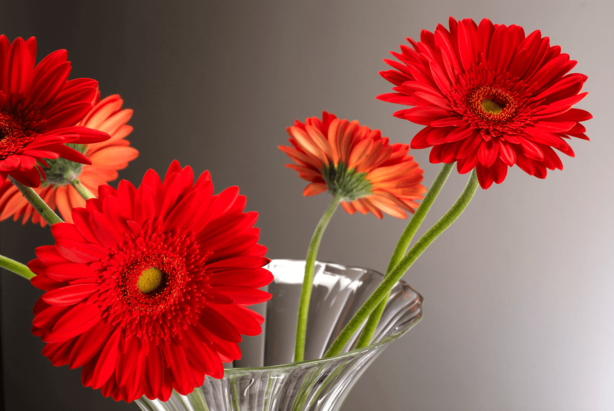 Red flowers in a clear vase against a gray background